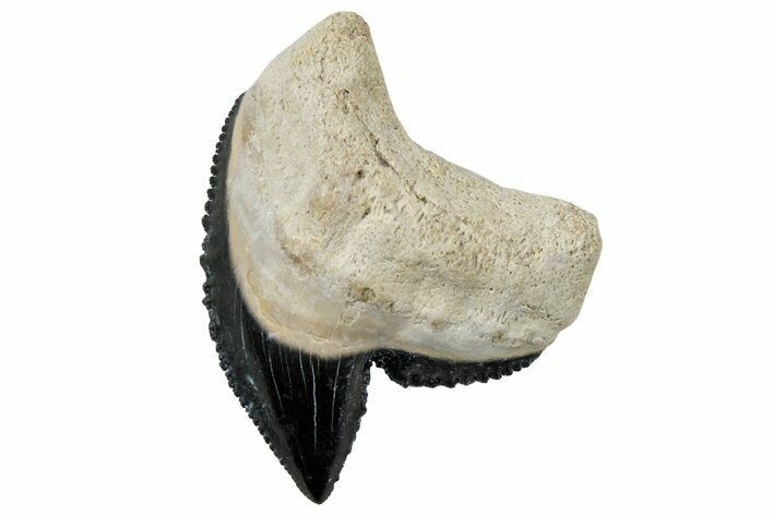 Fossil Tiger Shark (Galeocerdo) Tooth - Bone Valley, Florida #299609